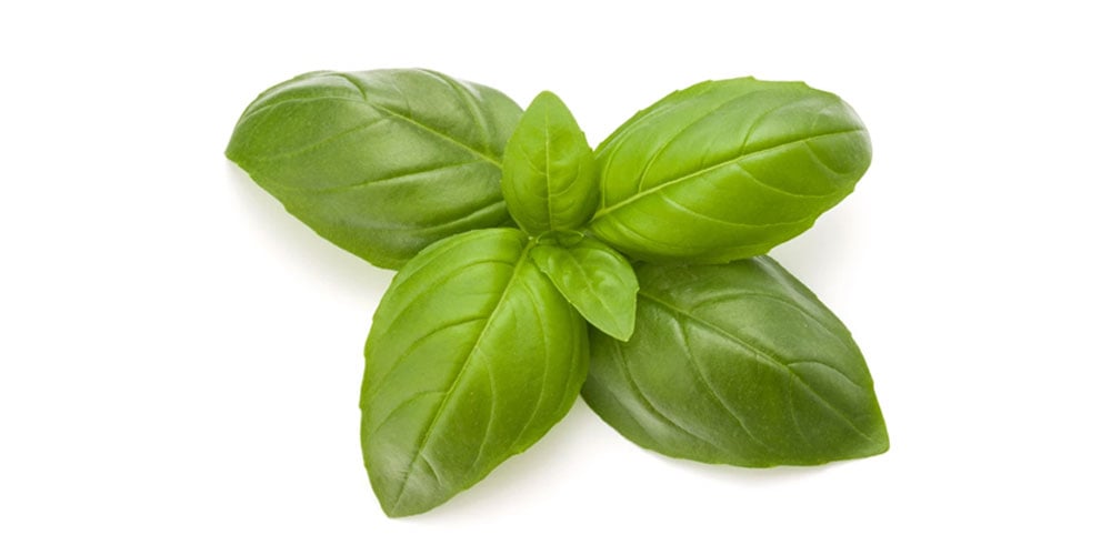 Basil Oil Trade India Exports oils Pvt.Ltd Ooty